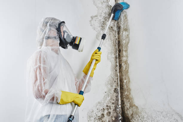 Mold Inspection, Removal & Remediation